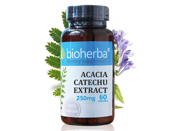 63194179_big-1.jpg АКАЦИЯ КАТЕХУ ЕКСТРАКТ, КАПСУЛИ х 60, 250 мг, Биохерба - Image 1