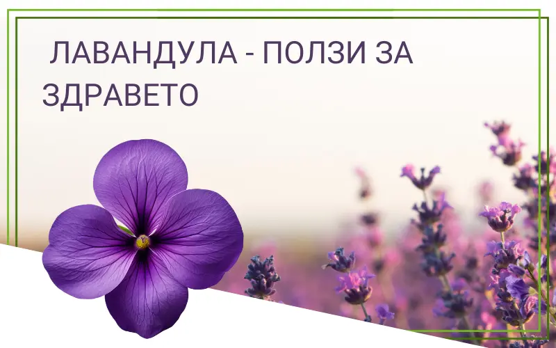 Лавандула - ползи за здравето