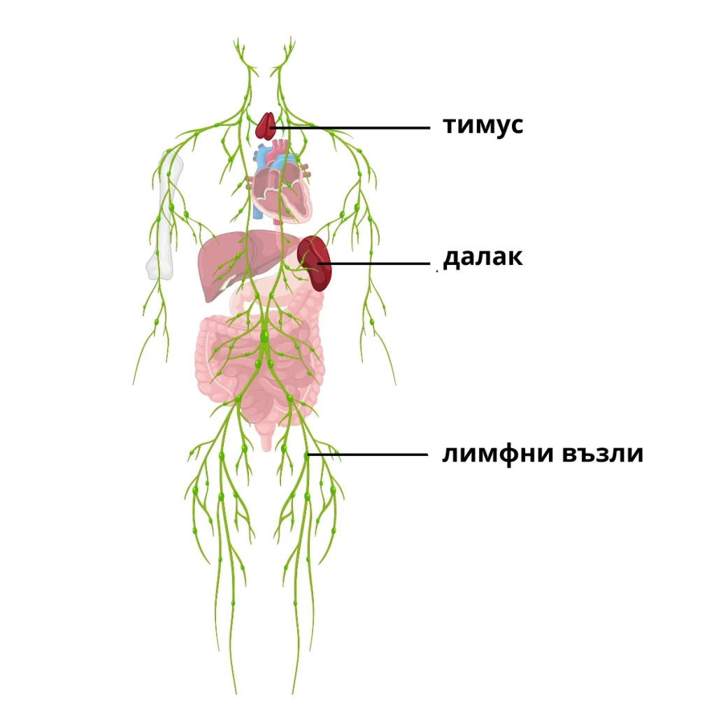 Имунитет: Как функционира защитният механизъм на организма ни?